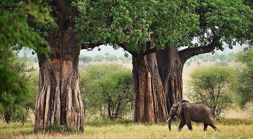 1-Day Elephant Paradise Tarangire National Park Tour