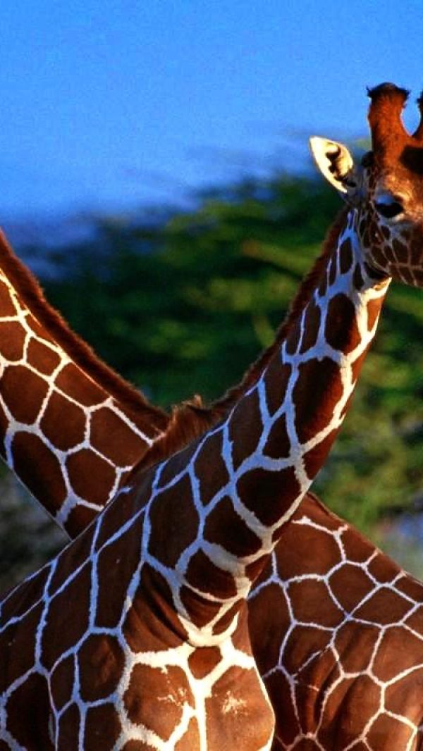 Giraffe3.jpg